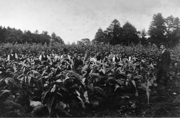 Tobacco plants on the Taaffe Estate in Smarmore. Courtesy of County Museum, Dundalk.  